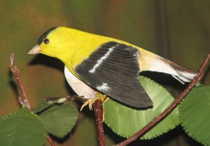 American Goldfinch Male (photo by Anna Marie Gavin, Intern, 2011)