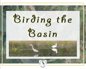 Birding the Basin (Fall Field Trip: Orwell, Vermont)