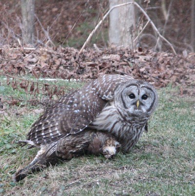Barred Owl with Ruffed Grouse kill. Photo by Allison Gergely for the Birds of Vermont Museum, 10 December 2015 . The birds are near the small pond visible through a conference room window.