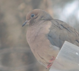 Mourning Dove on Feeder in Winter