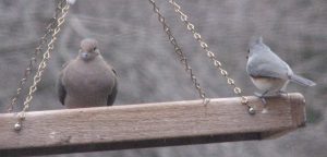 Mourning Dove and Tufted Titmouse on swinging tray feeder.