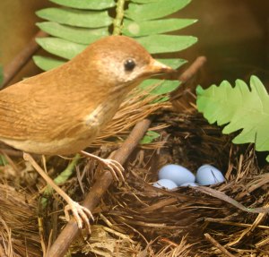 Veery and eggs. Woodcarving and habitat exhibit by Bob Spear.