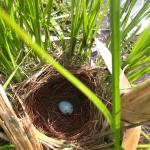 One Blackbird Egg (copyright E. Talmage and used by permission)